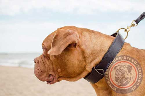 Dogue De Bordeaux Collars for Large Dogs