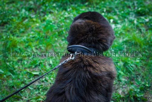 Large Tibetian Mastiff Collar UK
