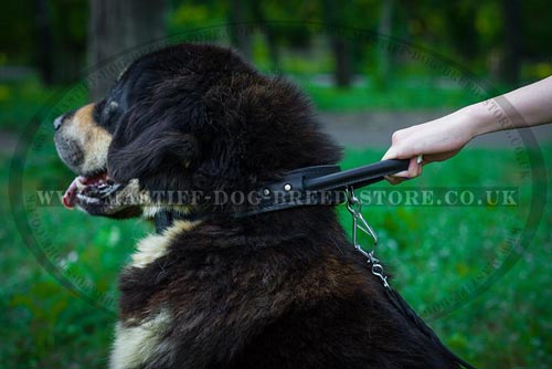 The Best Tibetian Mastiff Collar