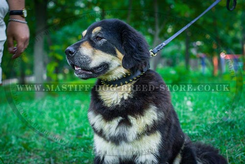 Luxury Dog Collars for Mastiff Breeds
