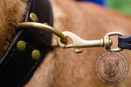 Leather Dog Collar for Bullmastiff