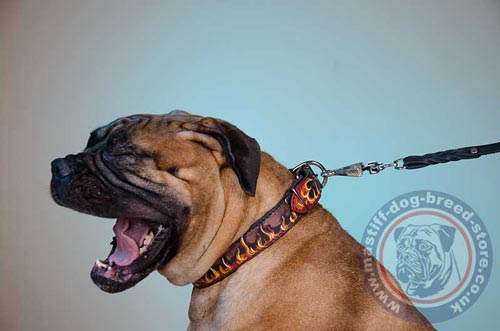 Large Dog Collar with Buckle