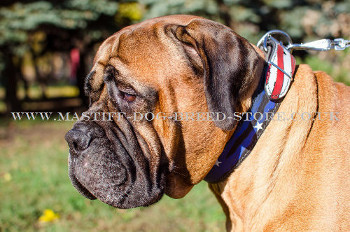 Leather Dog Collars for Mastiff Dog