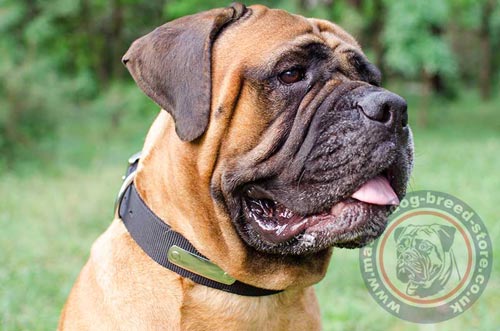 Bullmastiff Dog Collars UK