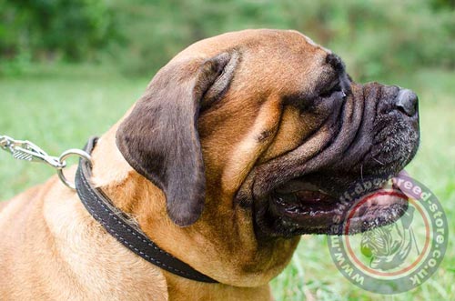 Bullmastiff Thick Leather Dog Collar