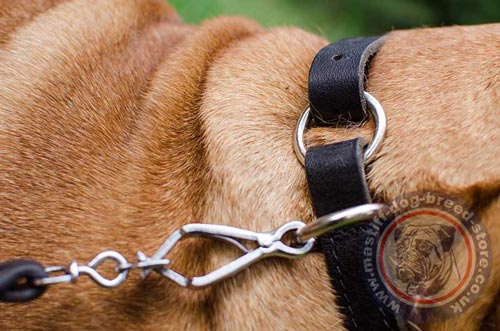 Bullmastiff Training Choke Collar