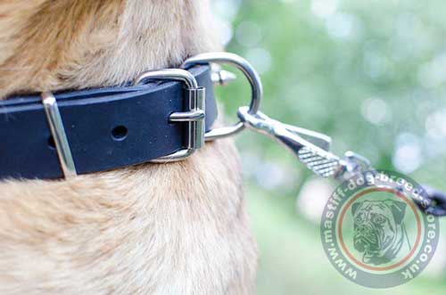 Cane Corso Collar with Buckle