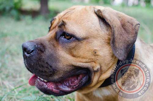 Cane Corso Soft Leather Collars for Dogs