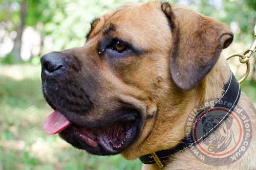 Cane Corso Leather Padded Dog Collar