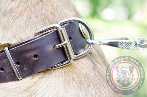 Designer Dog Collar With Top Quality Hardware and Brass Buckle