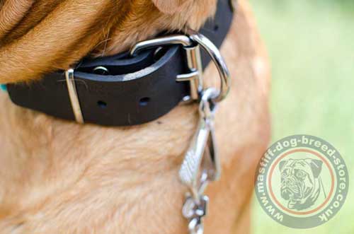 Strong Dog Collars for Big Dogs