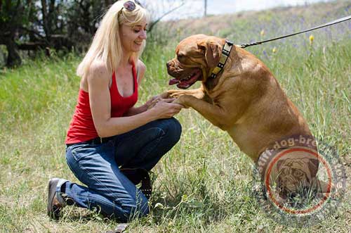 Extra Large Dog Collars for French Mastiff