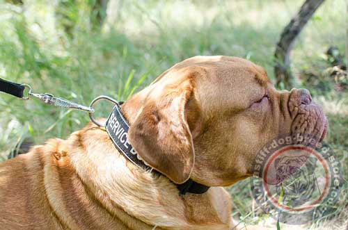 Nylon Dog Collar for French Mastiff