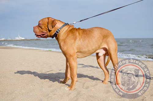 Dogue De Bordeaux Collars UK