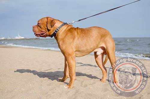 Dogue De Bordeaux Collars UK