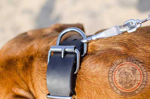 Dogue De Bordeaux Simple Dog Collar