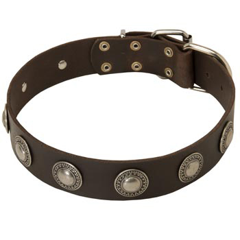 Vintage Dog Collar for Italian Mastiff