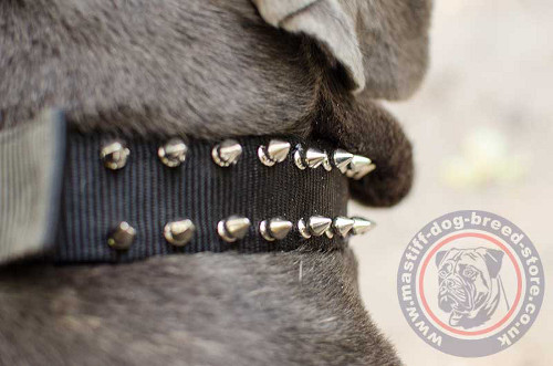 Spiked Dog Collars UK