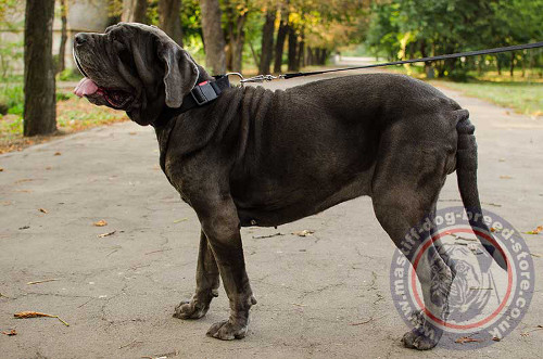 Nylon Dog Collar for Mastino Napoletano