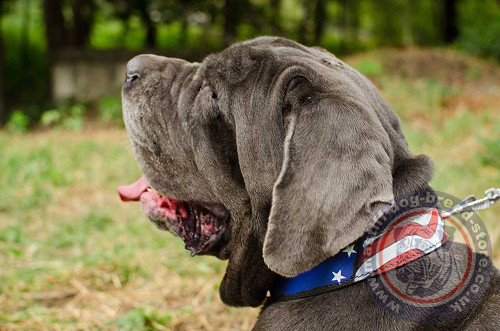 Bright Dog Collar for Mastino Napoletano