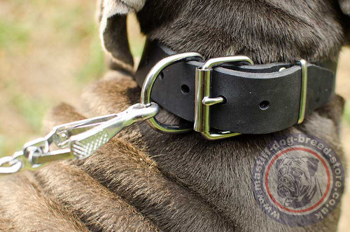 Neapolitan Mastiff Strong Dog Collar