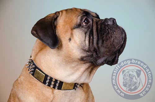 Bullmastiff Collar UK