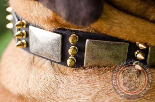 Amazing Dog Collar for Bullmastiff