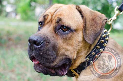 Luxury Cane Corso Collar