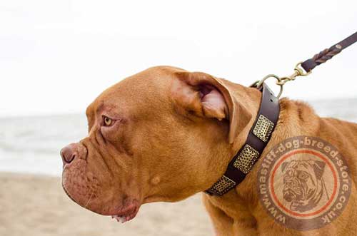 Antique Dog Collar for Dogue De Bordeaux