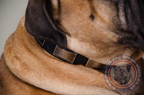 Bullmastiff Collars UK