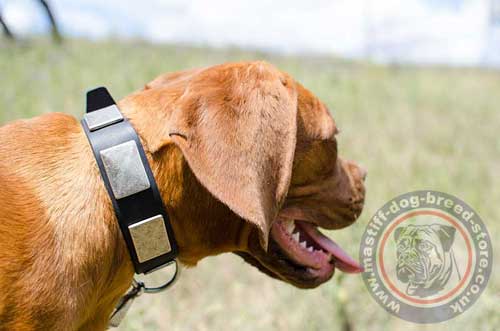 Dogue De Bordeaux Collars UK