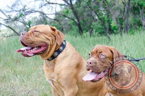 Beautiful Dog Collars for Big Dogs