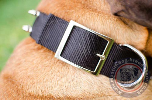 Bullmastiff Collars UK