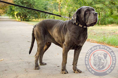 Neapolitan Mastiff Collars for Dogs UK