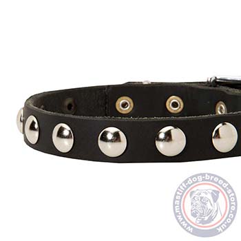 Designer Dog Collars