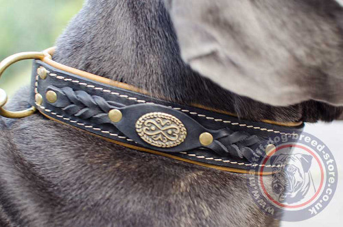 Designer Dog Collar for Neapolitan Mastiff Dog