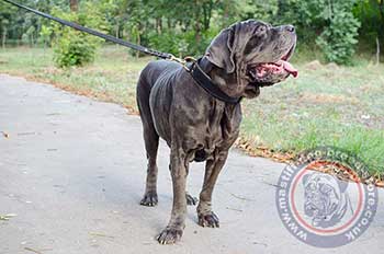 Best Dog Collar for Neapolitan Mastiff Training