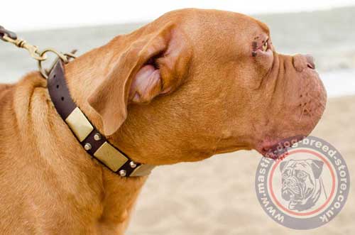 The Best Dog Collars for Large Dogs