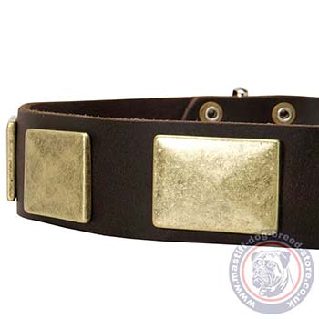 Big Dog Collar for Dogue De Bordeaux