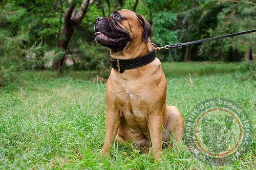 Bullmastiff Dog Collar UK