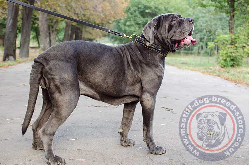 Neapolitan mastiff collar