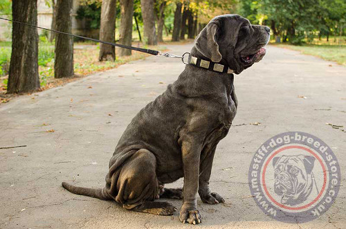 Neapolitan Mastiff Collars for Dogs