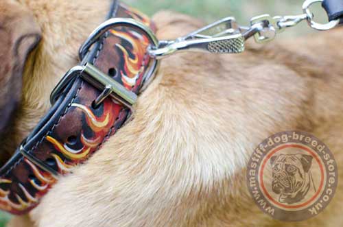Designer Dog Collar for Cane Corso with Strong Buckle and Ring