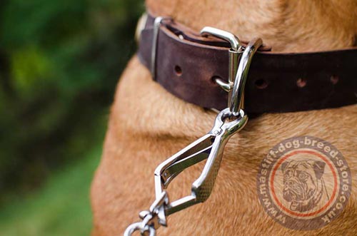 Dog Buckle Collar