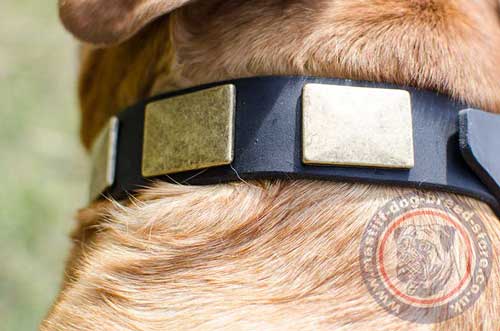 Big Dog Collar for Dogue De Bordeaux Size