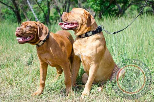 French Mastiff Collar