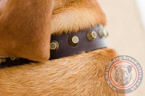 Strong Dog Collar for French Bordeaux Mastiff