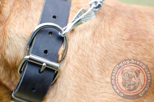 Large Dog Collar for Big Dogs