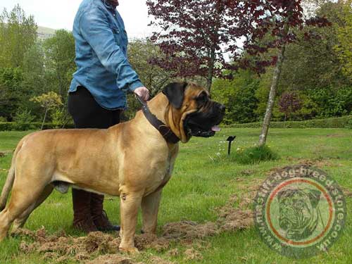 Big Dog Collars for Boerboel