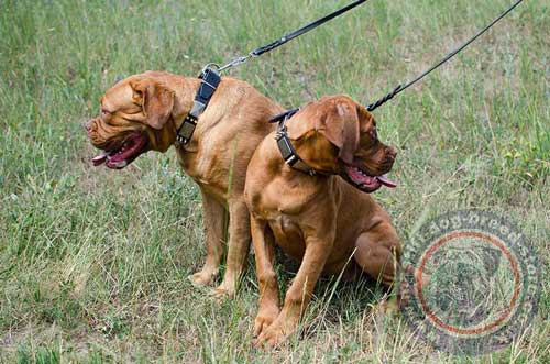 Mastiff Dog Collars UK